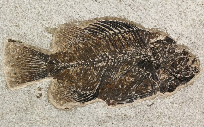 Cockerellites (Priscacara) Fossil Fish - Wyoming #51433